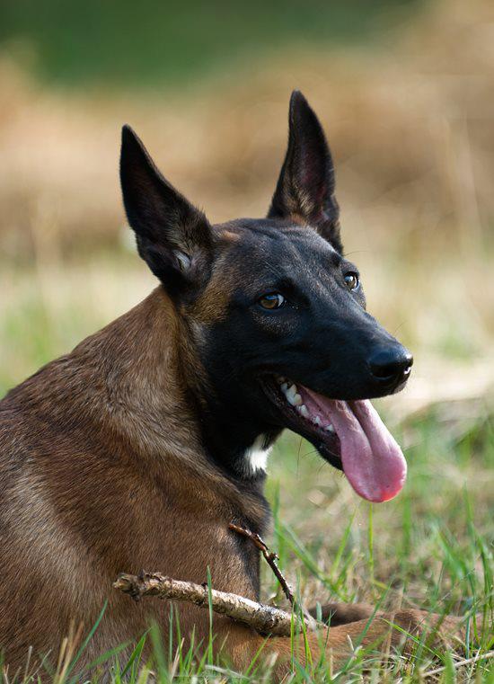 Belgian Malinois Dog Breeder California – Pure Malinois Puppies