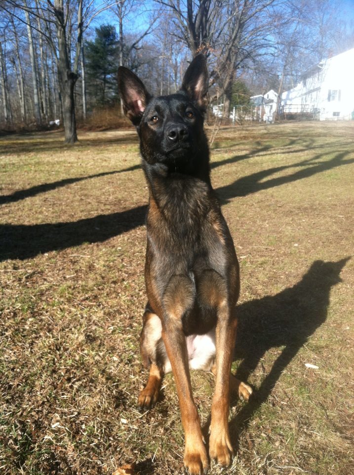 belgian malinois dog california for sale – Pure Malinois Puppies