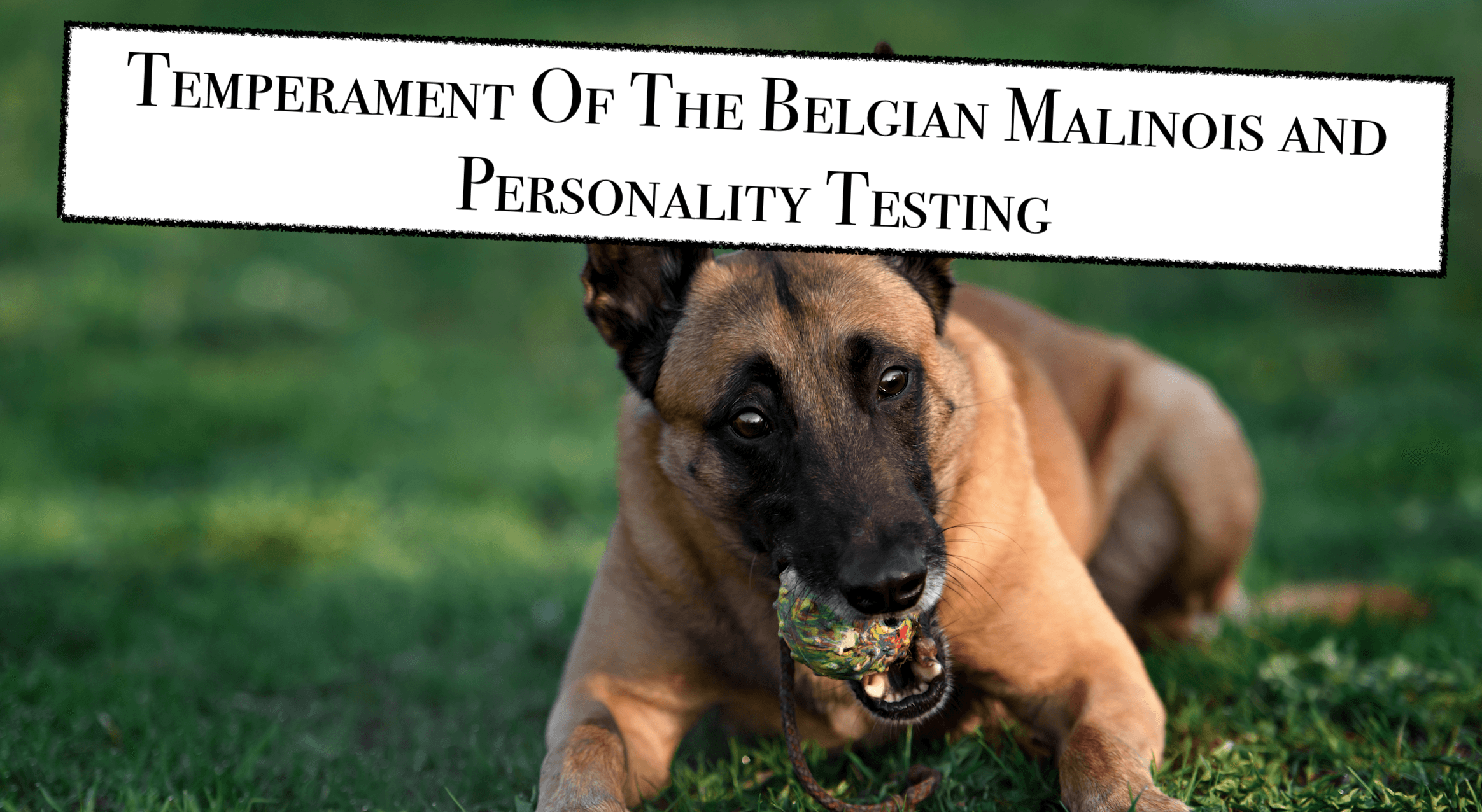 are belgian malinois affectionate